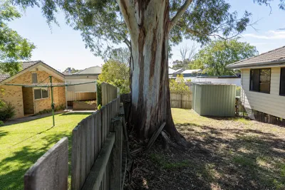 Boundary tree growing on a shared fence line in Central Coast