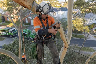 Qualified arborist working with a two rope climbing system in a backyard eucalyptus in Central Coast