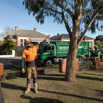 Tree Removal pricing in Central Coast