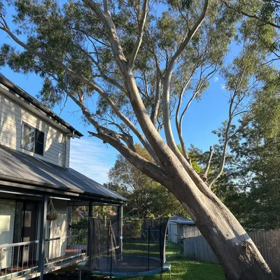 Before: Spotted gum over a Terrigal deck, Central Coast