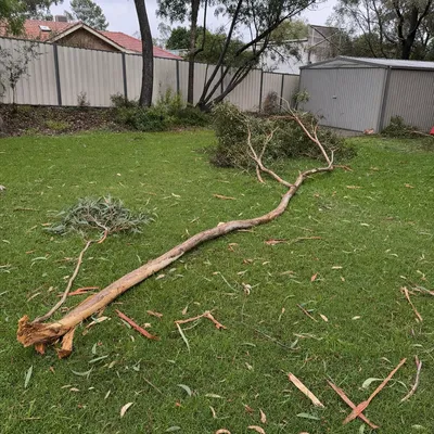 Before: Storm limb through a Bateau Bay fence, Central Coast