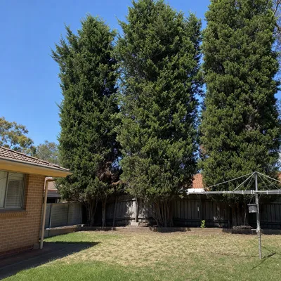 Before: Paperbark row along a Woy Woy boundary, Central Coast