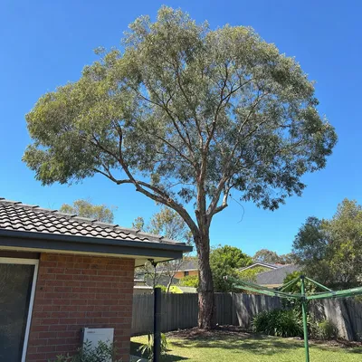 After: Blackbutt crown reduction over a Gosford roofline, Central Coast