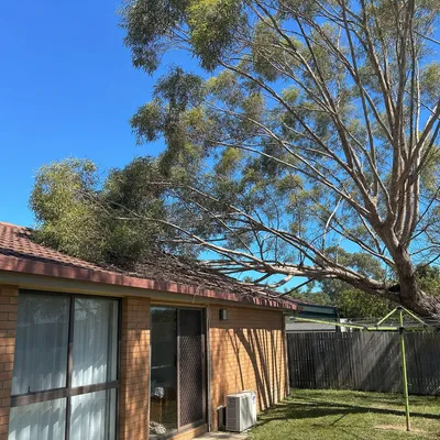 Before: Blackbutt crown reduction over a Gosford roofline, Central Coast