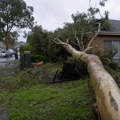 Emergency Tree Services in Central Coast. 24/7 callouts for storm-damaged limbs, fallen trees and urgent hazards from Gosford to Wyong and the beaches.