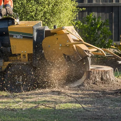 Stump Grinding in Central Coast. Below-grade stump grinding so you can returf, repave or replant. Narrow machines available for tight side-gate access.